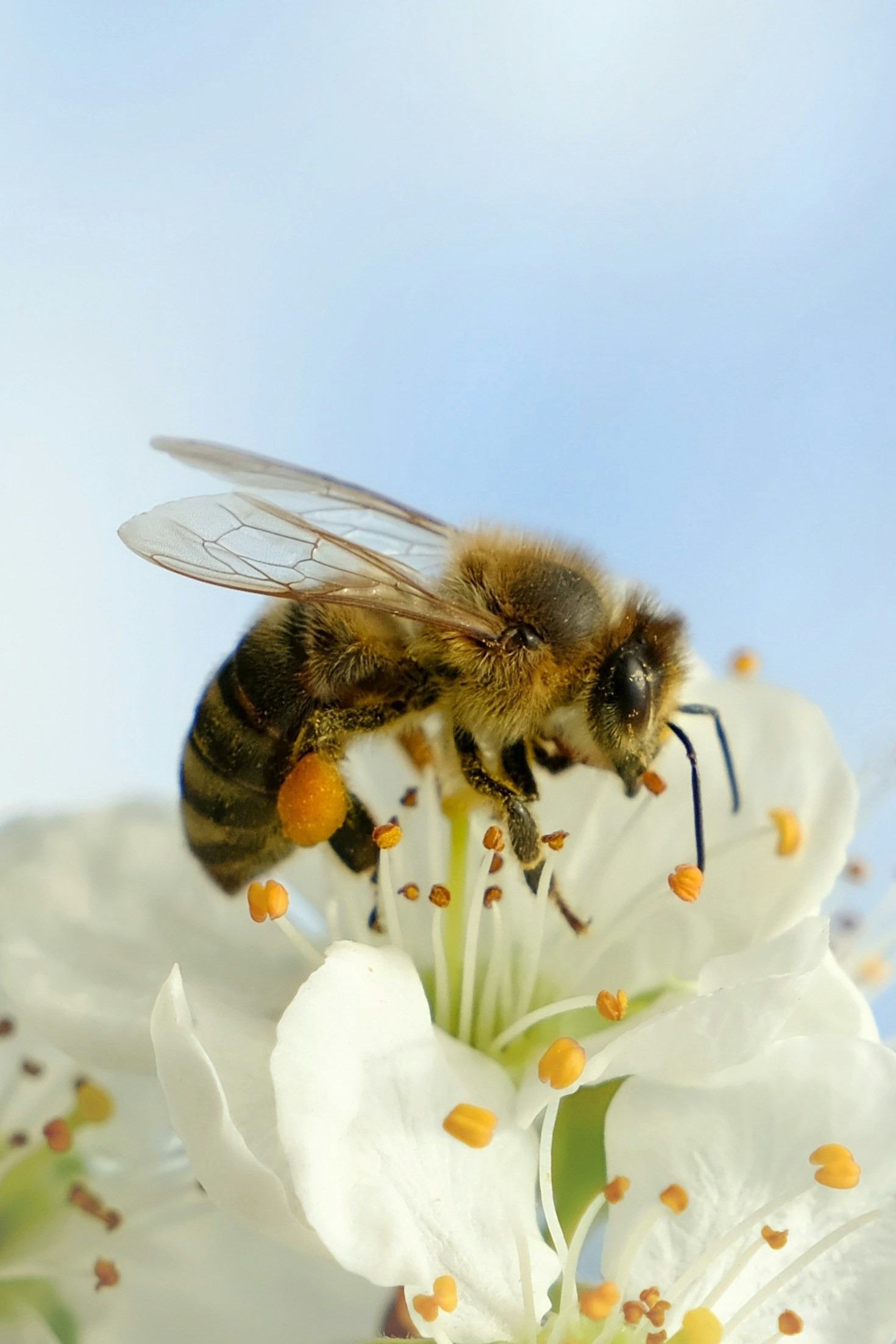 Wie der Imkerverein Unterahr Bienenfreundlichkeit fördert